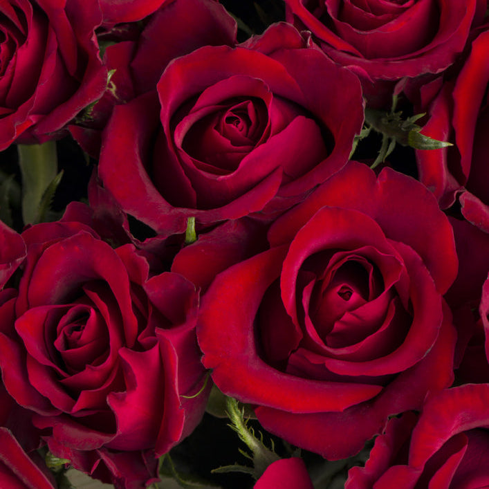 Valentine's Day Red Roses