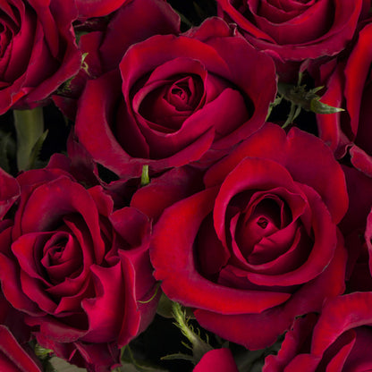 Valentine's Day Red Roses
