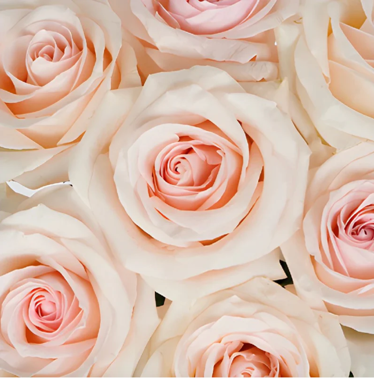 Pink roses for Mother's Day flower delivery throughout Carmel, Monterey, and Pebble Beach