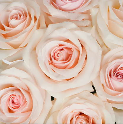 Pink roses for Mother's Day flower delivery throughout Carmel, Monterey, and Pebble Beach