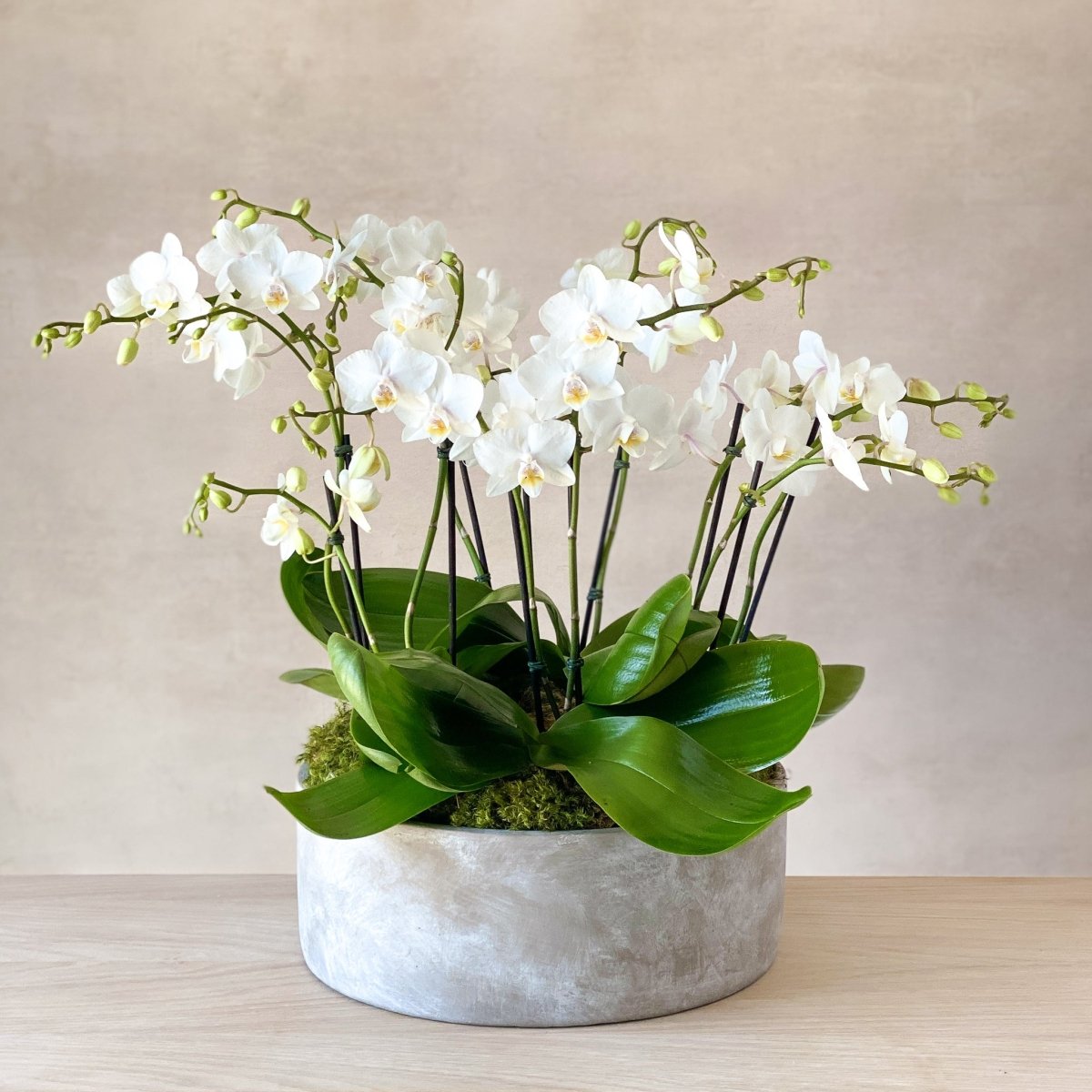 Orchid Bowl | Carmel Florist & Flower Delivery – Carmel Gardens