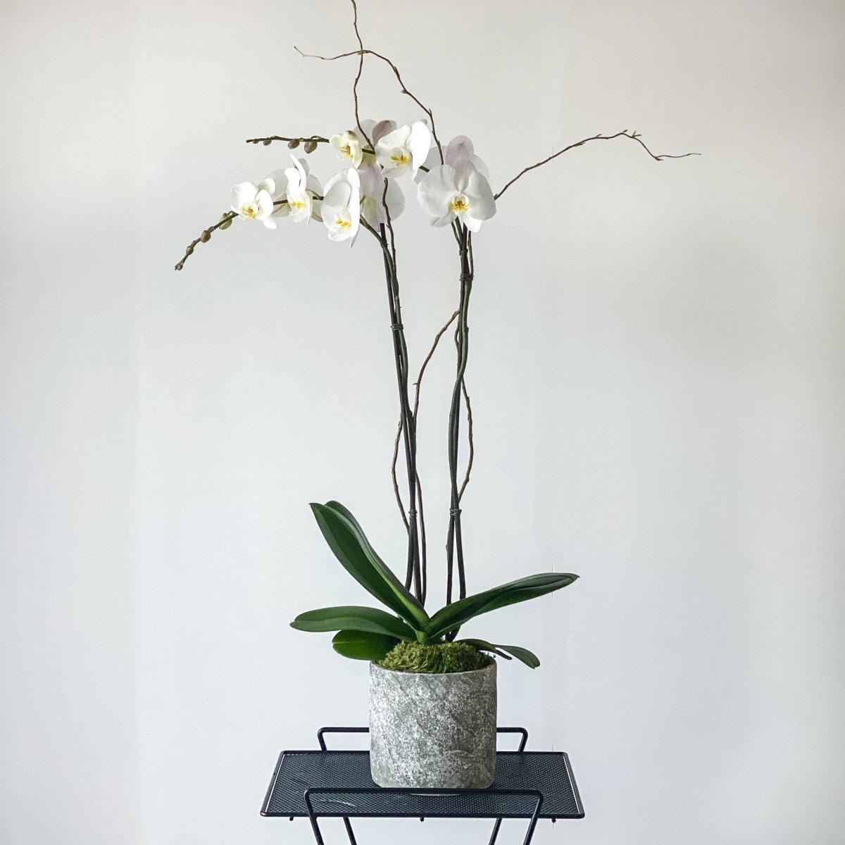 Tall Phalaenopsis Orchid | Carmel Florist & Flower Delivery – Carmel ...